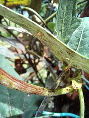 Cryptachaea altiventer