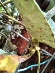 Cryptachaea altiventer