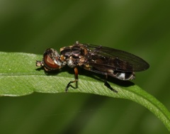 Spheginobaccha