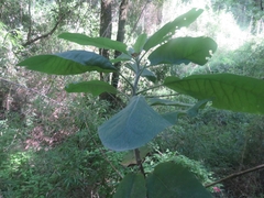 Acrisione denticulata