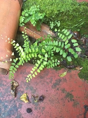Adiantum deflectens