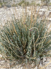 Thamnosma texana