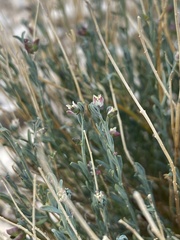 Thamnosma texana