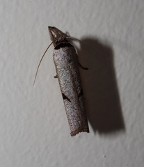 Pilostibes stigmatias