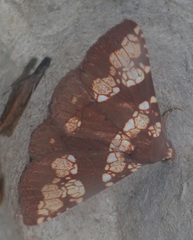 Saroba pustulifera
