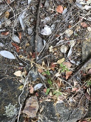 Silene undulata undulata