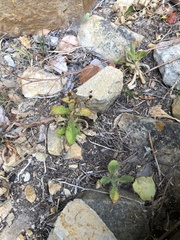 Silene undulata undulata