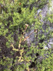 Silene undulata undulata