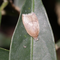 Scythropiodes