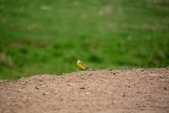 Motacilla flava beema