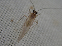 Stenopsocus