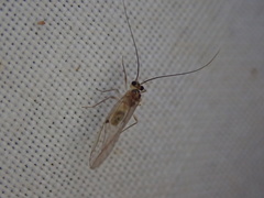 Stenopsocus