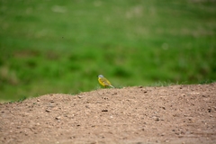 Motacilla flava beema