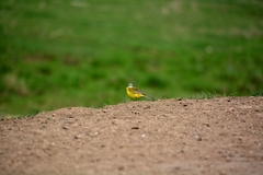 Motacilla flava beema