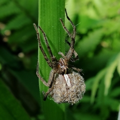 Neoctenus