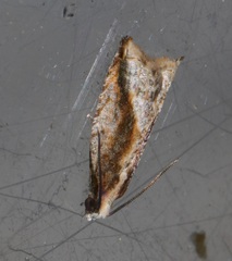 Spilonota mortuana