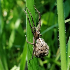 Neoctenus