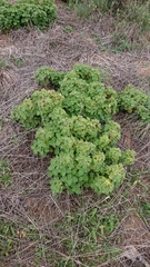 Pseudodictamnus hirsutus