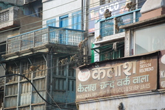 Macaca mulatta