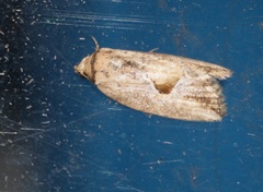 Strotihypera macroplaga