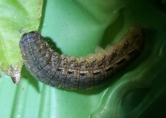 Noctua pronuba