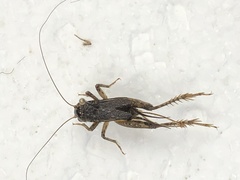 Gryllinae