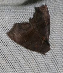 Thalatta fasciosa