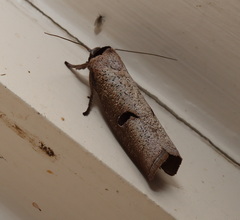 Pilostibes stigmatias