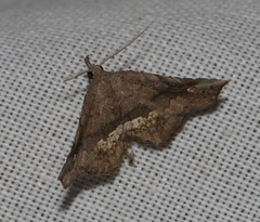 Throana pectinifer