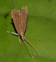 Torodora gemella