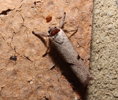 Pilostibes stigmatias