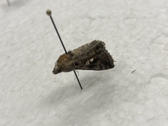 Chrysodeixis includens