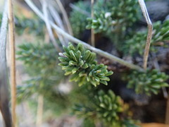 Celmisia ramulosa tuberculata