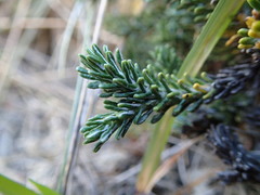 Celmisia ramulosa tuberculata