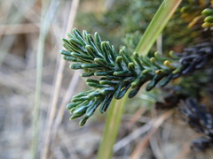 Celmisia ramulosa tuberculata
