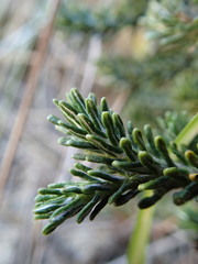 Celmisia ramulosa tuberculata