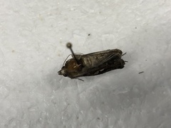 Chrysodeixis includens