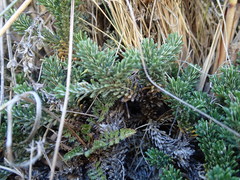 Celmisia ramulosa tuberculata