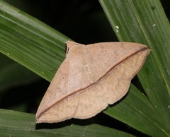 Ugia purpurea