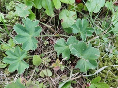 Alchemilla glaucescens