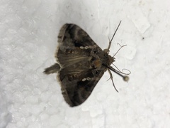 Chrysodeixis includens