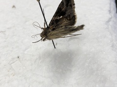Chrysodeixis includens