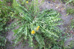 Taraxacum sertatum