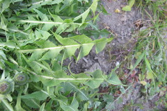 Taraxacum sertatum