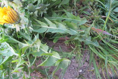 Taraxacum sertatum