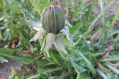 Taraxacum sertatum