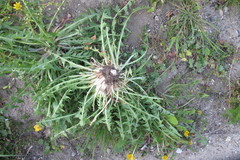 Taraxacum sertatum