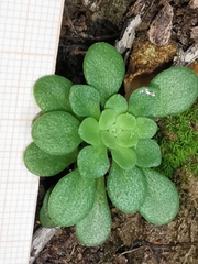 Sedum cepaea