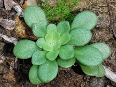 Sedum cepaea