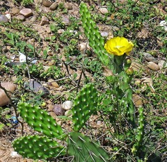 Opuntia anacantha